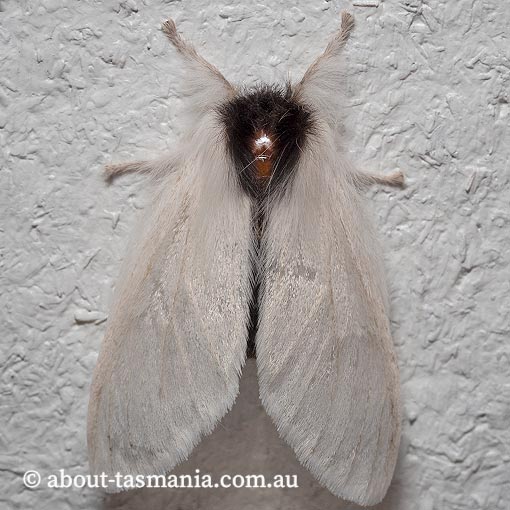 Trichiocercus sparshalli, Notodontidae, Tasmania, moth