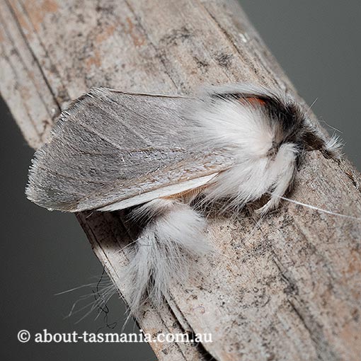 Trichiocercus sparshalli, Notodontidae, Tasmania, moth