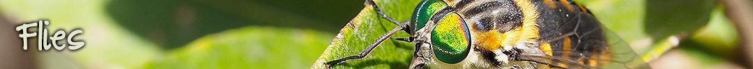 insects in Tasmania