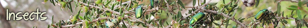insects_header insects in Tasmania