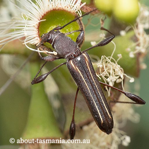 Amphirhoe decora, longicorn beetle, Cerambycidae, Tasmania