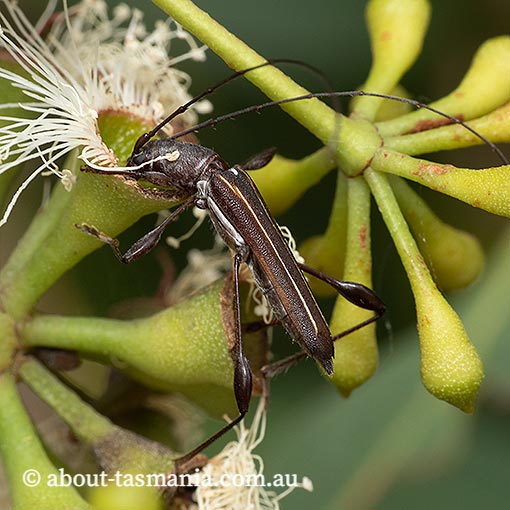 Amphirhoe decora, longicorn beetle, Cerambycidae, Tasmania