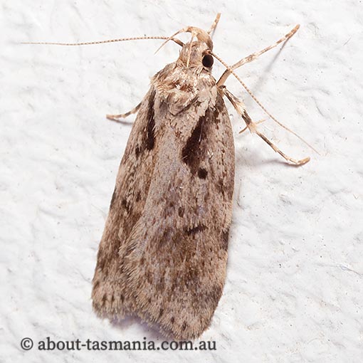 Barea semocausta, Oecophoridae, Tasmania, moth