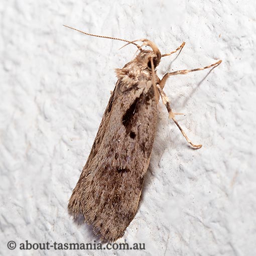 Barea semocausta, Oecophoridae, Tasmania, moth
