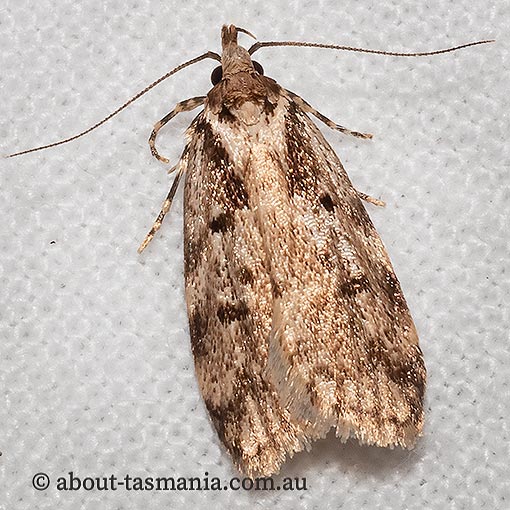 Barea semocausta, Oecophoridae, Tasmania, moth