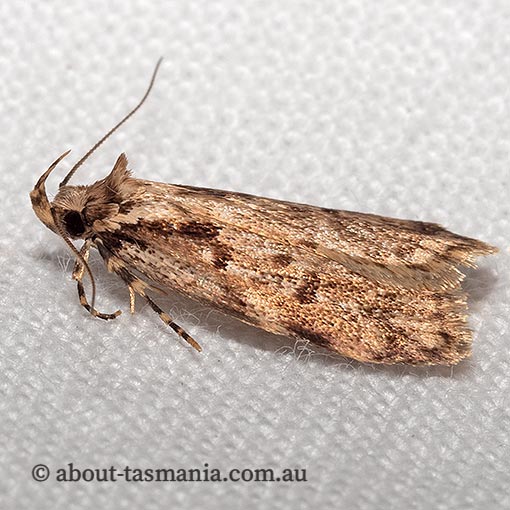 Barea semocausta, Oecophoridae, Tasmania, moth