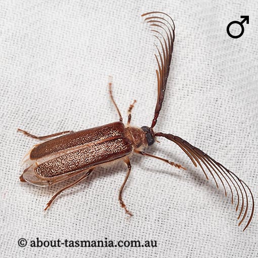 Enneaphyllus aeneipennis, Longicorn Beetle, Cerambycidae, Tasmania