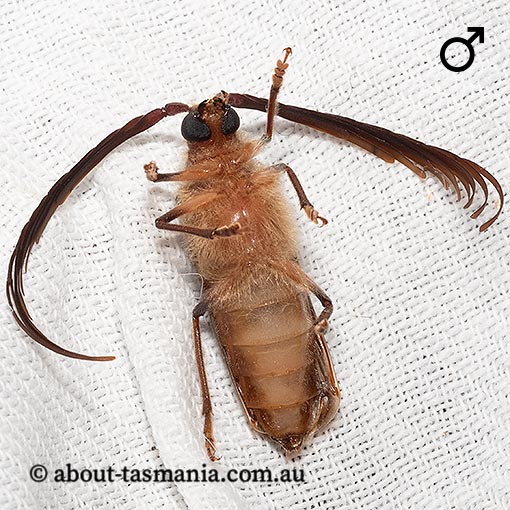 Enneaphyllus aeneipennis, Longicorn Beetle, Cerambycidae, Tasmania