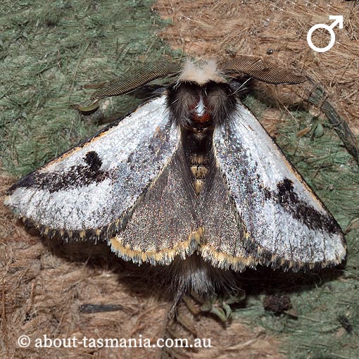 Epicoma-melanospila Epicoma melanospila, Notodontidae, Tasmania, moth