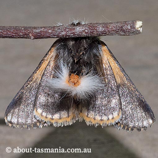 Epicoma-melanospila2 Epicoma melanospila, Notodontidae, Tasmania, moth