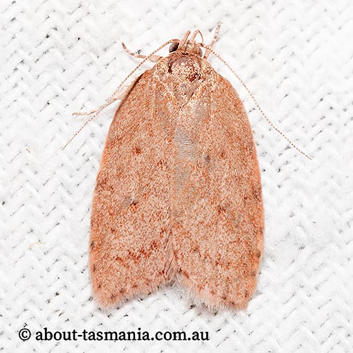 Garrha carnea, Wingia Group, Oecophoridae, Tasmania, moth