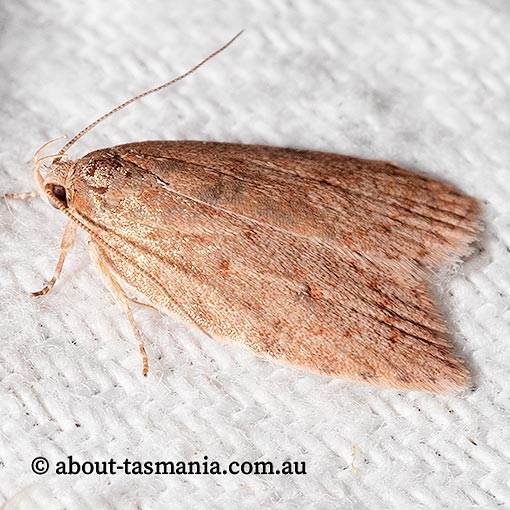 Garrha carnea, Wingia Group, Oecophoridae, Tasmania, moth