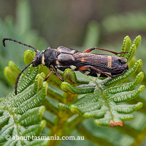 Hesthesis-plorator Hesthesis plorator, Longicorn Beetle, Cerambycidae, Tasmania