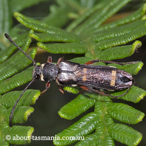Hesthesis-plorator2 Hesthesis plorator, Longicorn Beetle, Cerambycidae, Tasmania