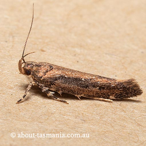 Macrobathra nephelomorpha, Cosmopterigidae, Tasmania, moth