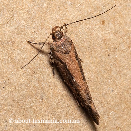 Macrobathra nephelomorpha, Cosmopterigidae, Tasmania, moth