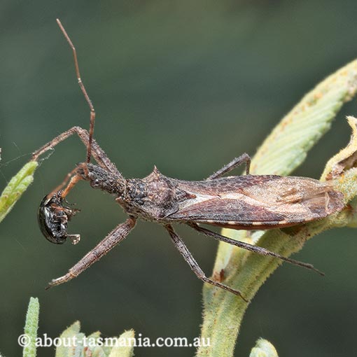 Nyllius asperatus, Reduviidae, assassin bug, Tasmania