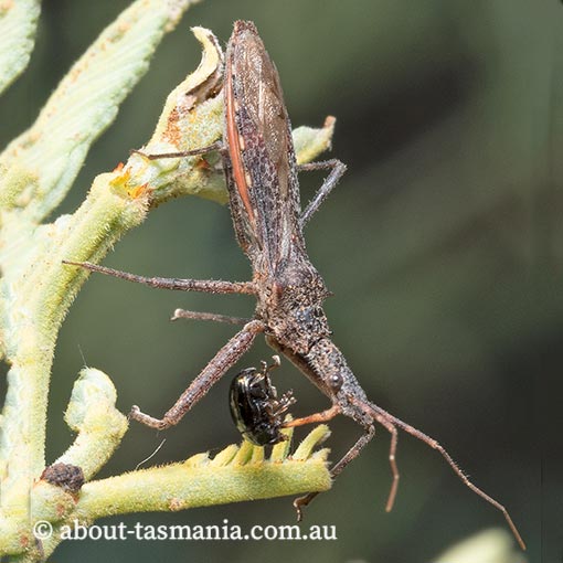 Nyllius asperatus, Reduviidae, assassin bug, Tasmania