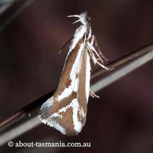Orthiastis hyperocha, Oecophoridae, Tasmania, moth