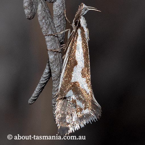 Orthiastis hyperocha, Oecophoridae, Tasmania, moth