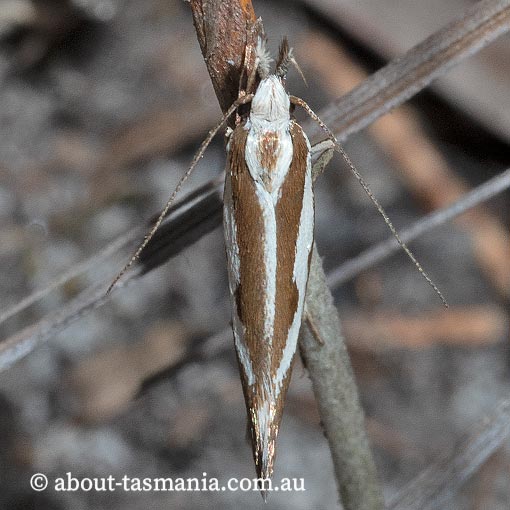 Orthiastis hyperocha, Oecophoridae, Tasmania, moth