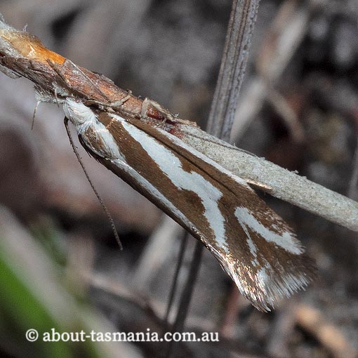 Orthiastis hyperocha, Oecophoridae, Tasmania, moth