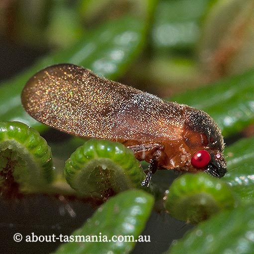 Petyllis deprivata, Cercopidae, Tasmania