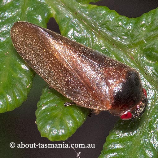 Petyllis deprivata, Cercopidae, Tasmania