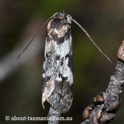 Philobota protorthra, Oecophoridae, Tasmania, moth