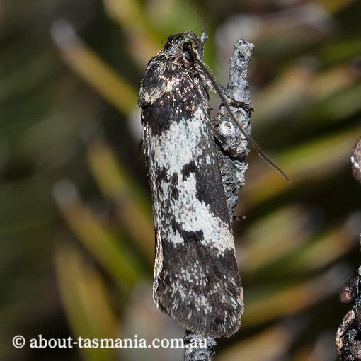 Philobota protorthra, Oecophoridae, Tasmania, moth