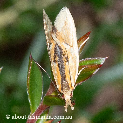Thema psammoxantha, Oecophoridae, Tasmania, moth