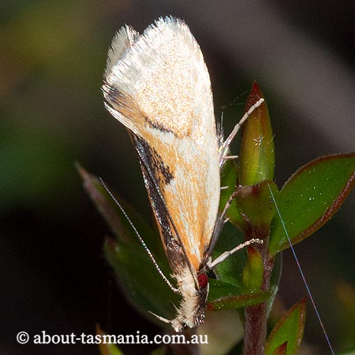 Thema psammoxantha, Oecophoridae, Tasmania, moth