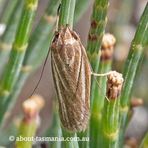 Xylorycta calligramma, Xyloryctidae, Tasmania, moth