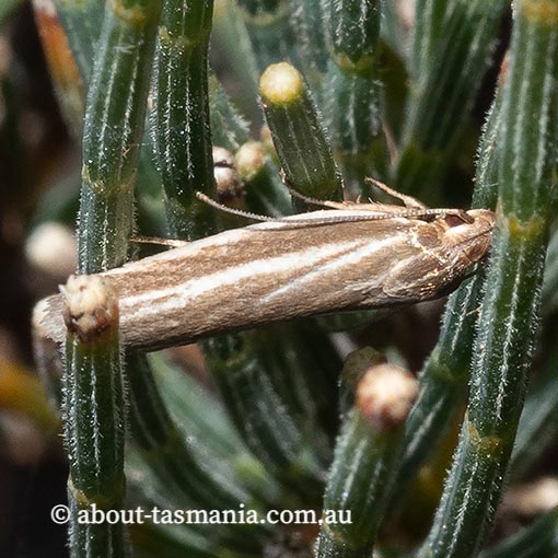 Xylorycta calligramma, Xyloryctidae, Tasmania, moth