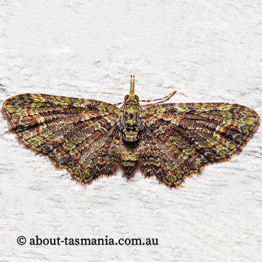 Chloroclystis sp., Geometridae, Tasmania, moth