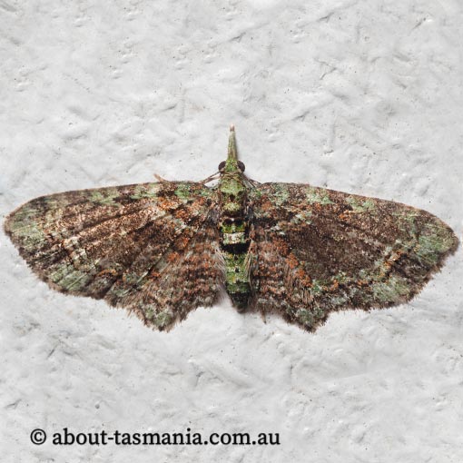 Chloroclystis sp., Geometridae, Tasmania, moth