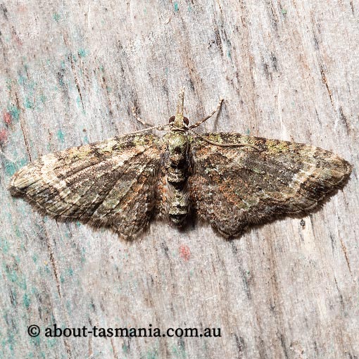 Chloroclystis sp., Geometridae, Tasmania, moth