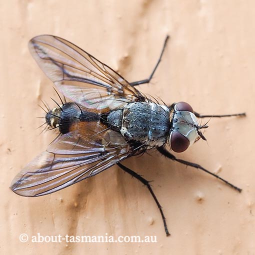 Tachinidae, Heterometopia argentea, Tasmania, fly