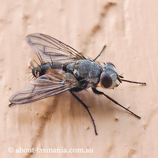Tachinidae, Heterometopia argentea, Tasmania, fly