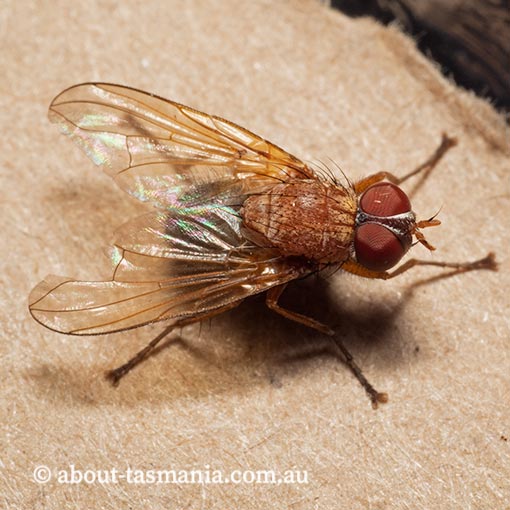 Tachinidae, Palpostoma sp., Tasmania, fly