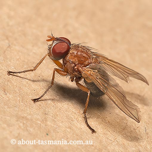 Tachinidae, Palpostoma sp., Tasmania, fly
