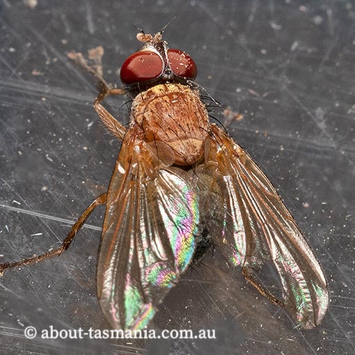 Tachinidae, Palpostoma sp., Tasmania, fly