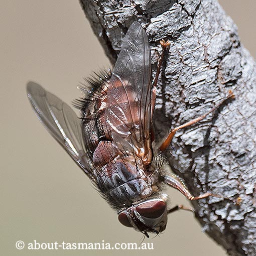 Rutilia sp., Tachinidae, Tasmania, fly