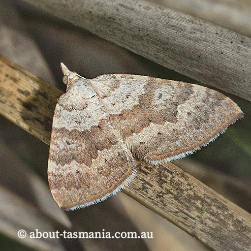 Chrysolarentia correlata, Geometridae, Tasmania, moth