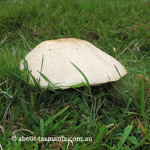 Agaricus arvensis, Tasmania,  fungi