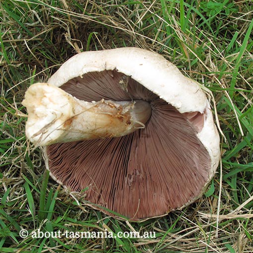 Agaricus arvensis, Tasmania,  fungi