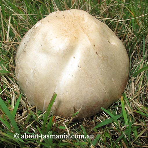 Agaricus arvensis, Tasmania,  fungi