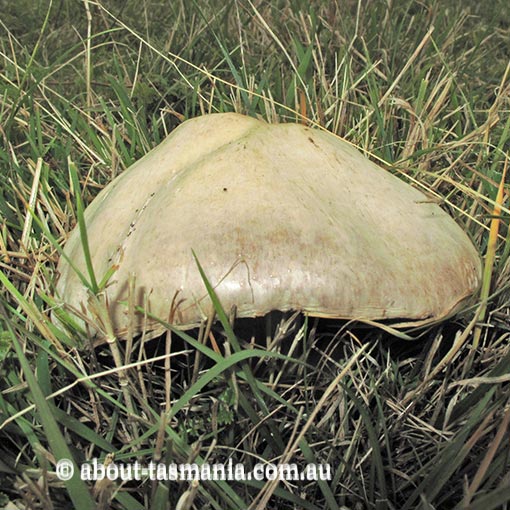 Agaricus arvensis, Tasmania,  fungi