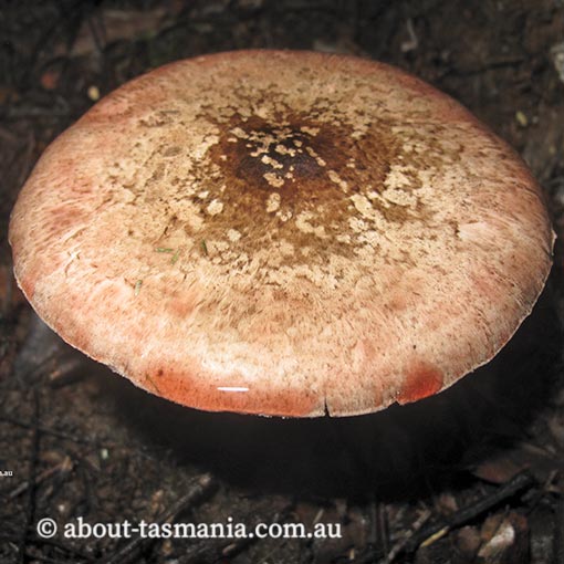 Agaricus 'pink stainer', Tasmania,  fungi
