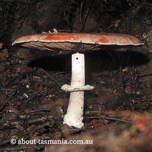 Agaricus 'pink stainer', Tasmania,  fungi